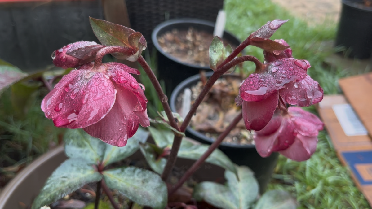 I think we all need Little joys