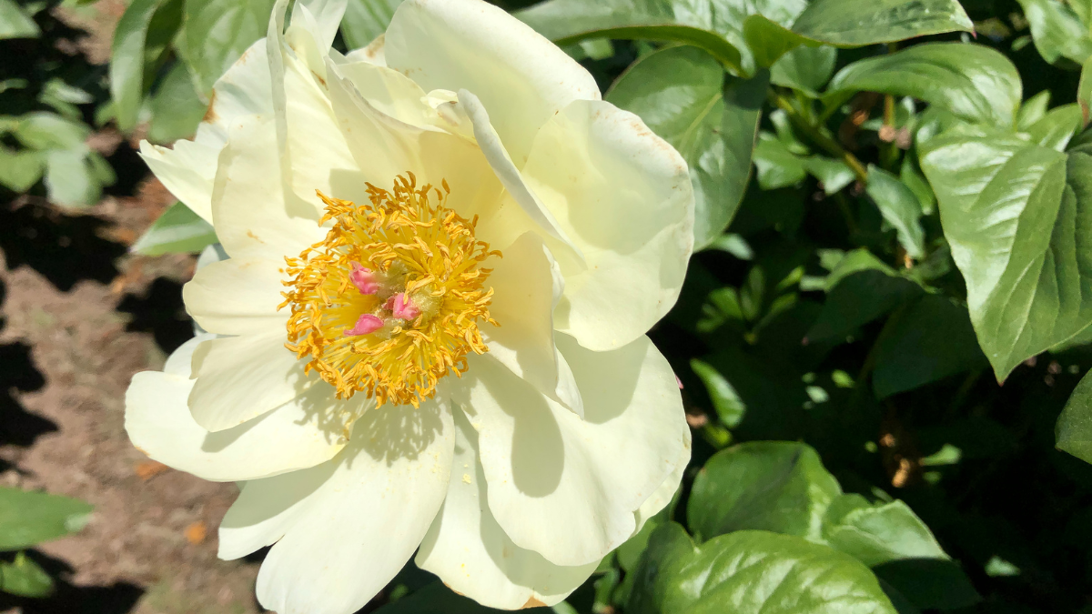 What big flowers we have