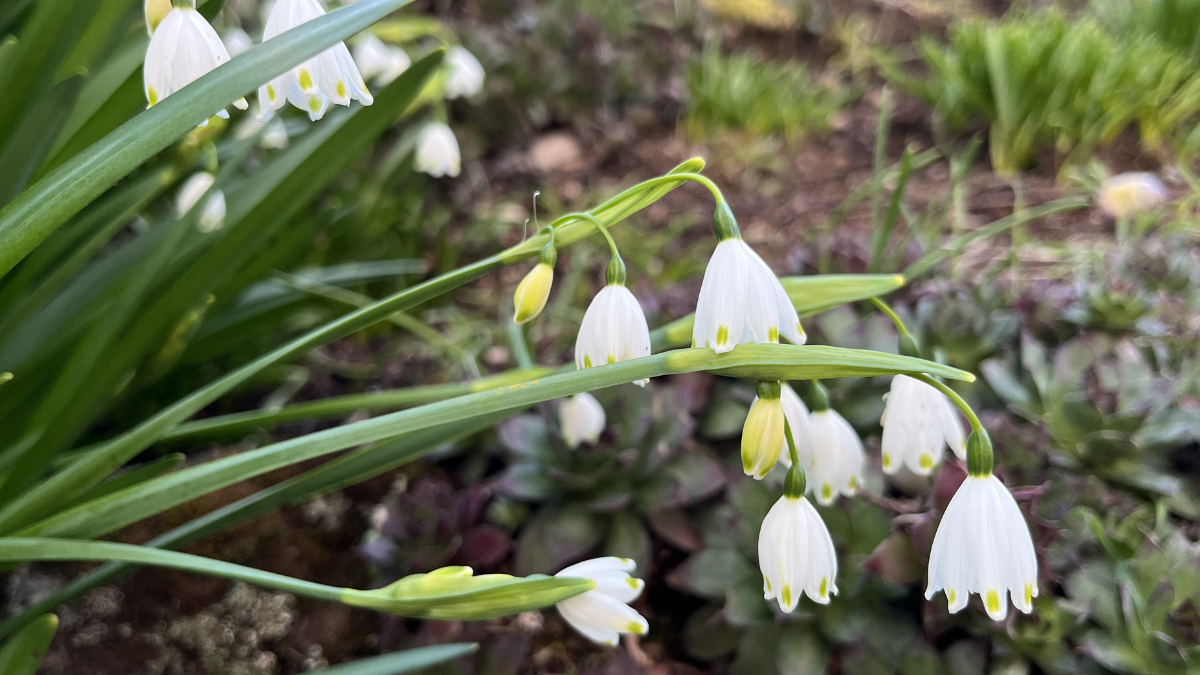 A zoom in of snowflake flowers