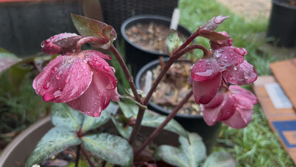 I think we all need Little joys